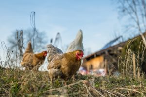 gallinas